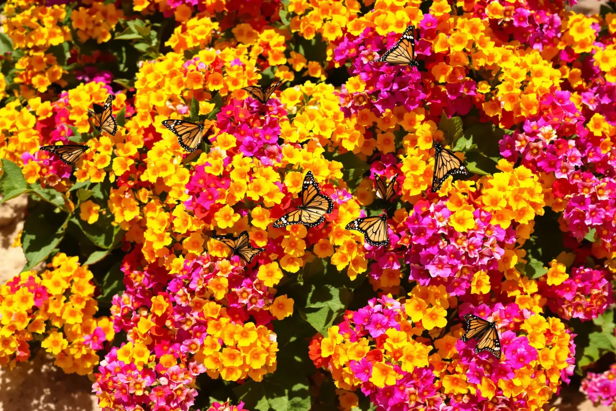 This plant thrives in heat, needs no water… and attracts tons of butterflies!